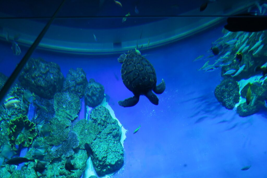 DMMかりゆし水族館の大型水槽の上から見たウミガメを撮影した写真