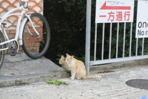 壺屋やちむん通りのネコを撮影した写真