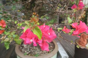 壺屋やちむん通りでブーゲンビリアを撮影した写真