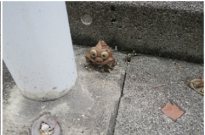 壺屋やちむん通りの隠れシーサー