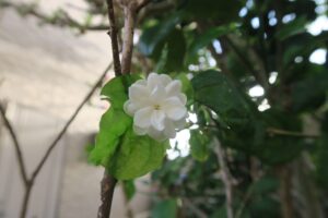 壺屋やちむん通りのジャスミンの花を撮影した写真