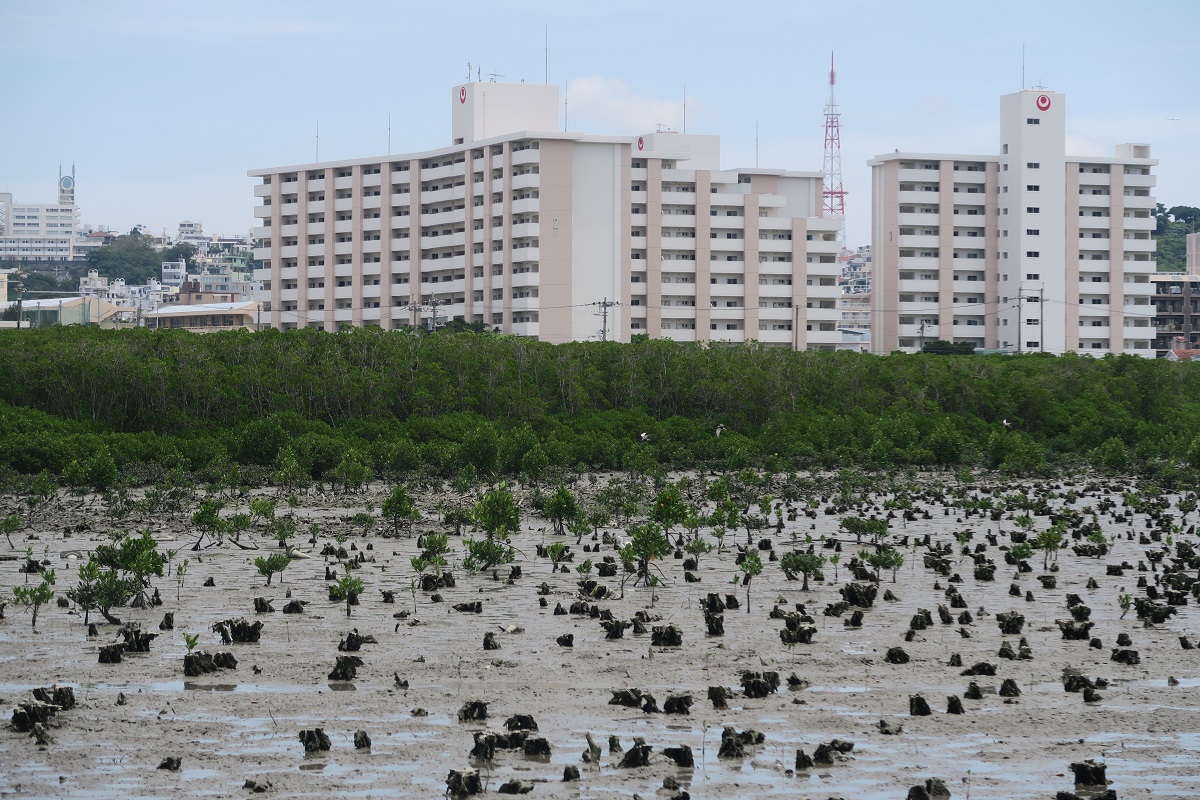 漫湖水鳥湿地センターは都会のオアシスだった 沖縄移住ブログ As You Like