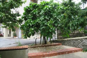 ハイアットリージェンシー那覇付近のサガリバナを撮影した写真