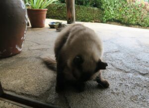 ぬちがふうにいたネコを撮影した写真