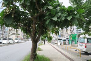 大道美容外科内科前のサガリバナを撮影した写真