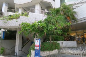 パレットくもじ前のサガリバナを撮影した写真