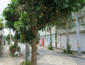 瑞泉酒造付近のサガリバナ並木を撮影した写真