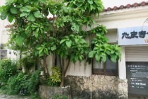 たまき歯科クリニック前のサガリバナを撮影した写真