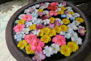 ぬちがふうの建物前の鉢の花を撮影した写真