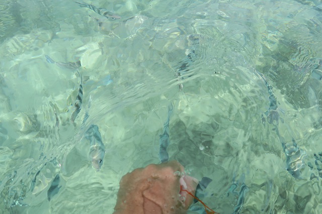 コマカ島の海で魚たちを撮影した写真