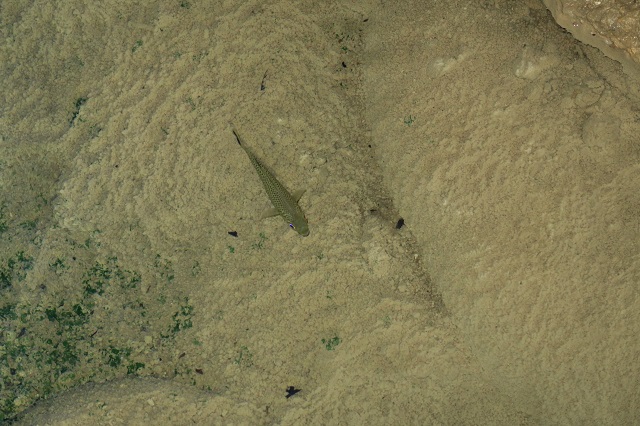 玉泉洞の中にいた魚を撮影した写真
