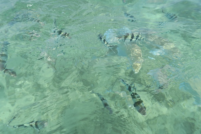 コマカ島のビーチで魚たちを撮影した写真