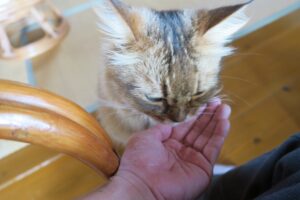 音猫のネコを撮影した写真