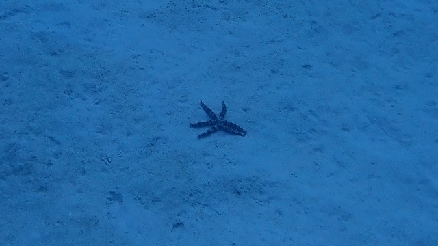 トウマNo.2のヒトデを撮影した写真