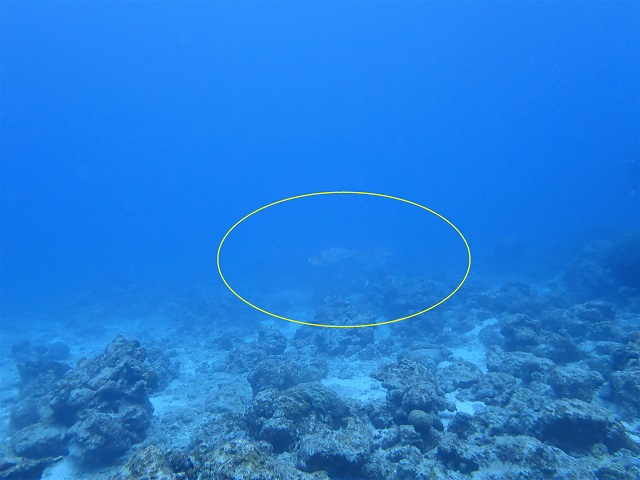 トウマNo.2にいたコブシメを撮影した写真