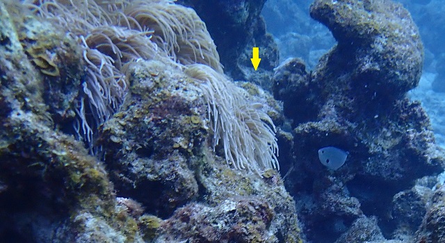 ドラゴンレディのハナビラクマノミを撮影した写真