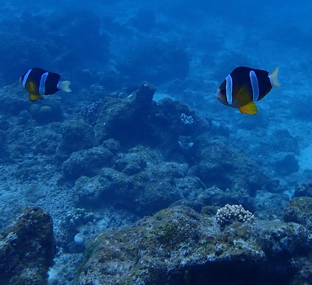 ドラゴンレディのクマノミを撮影した写真