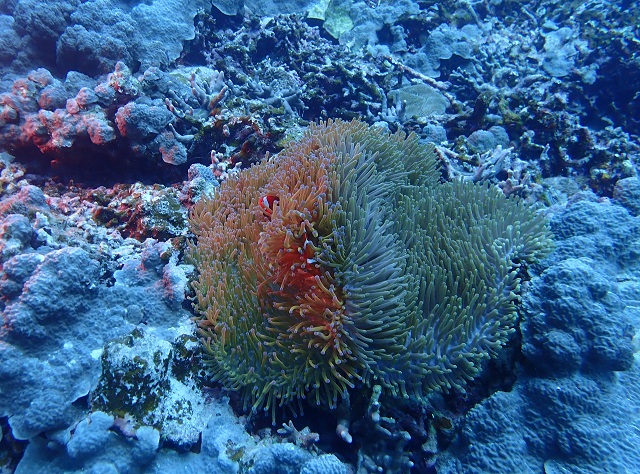 トウマNo.2のカクレクマノミを撮影した写真