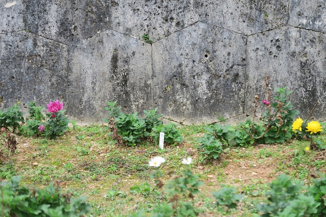 御内原の菊を撮影した写真