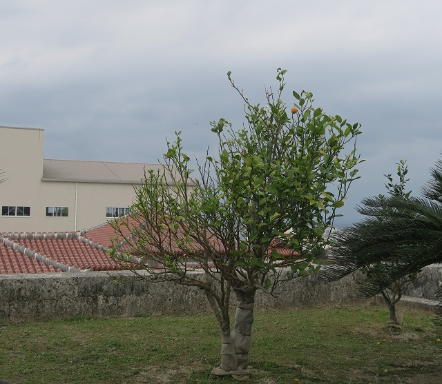 御内原のシークヮーサーを撮影した写真