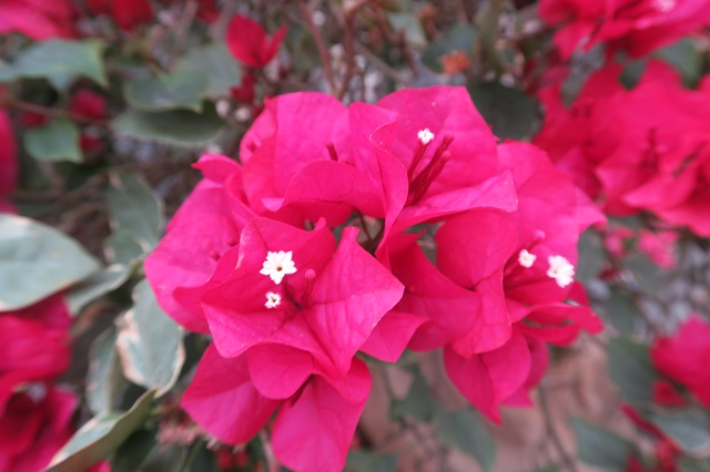 ブーゲンビリアを撮影した写真