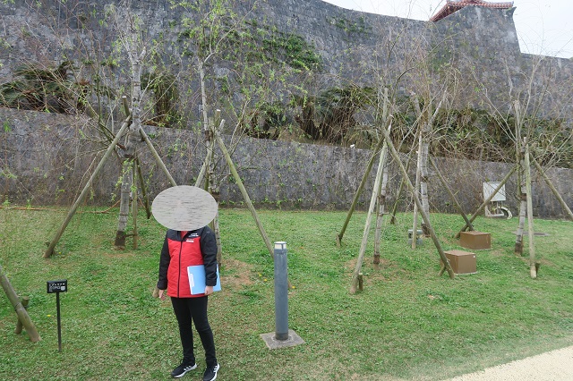 柳を撮影した写真