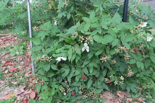 キイチゴを撮影した写真